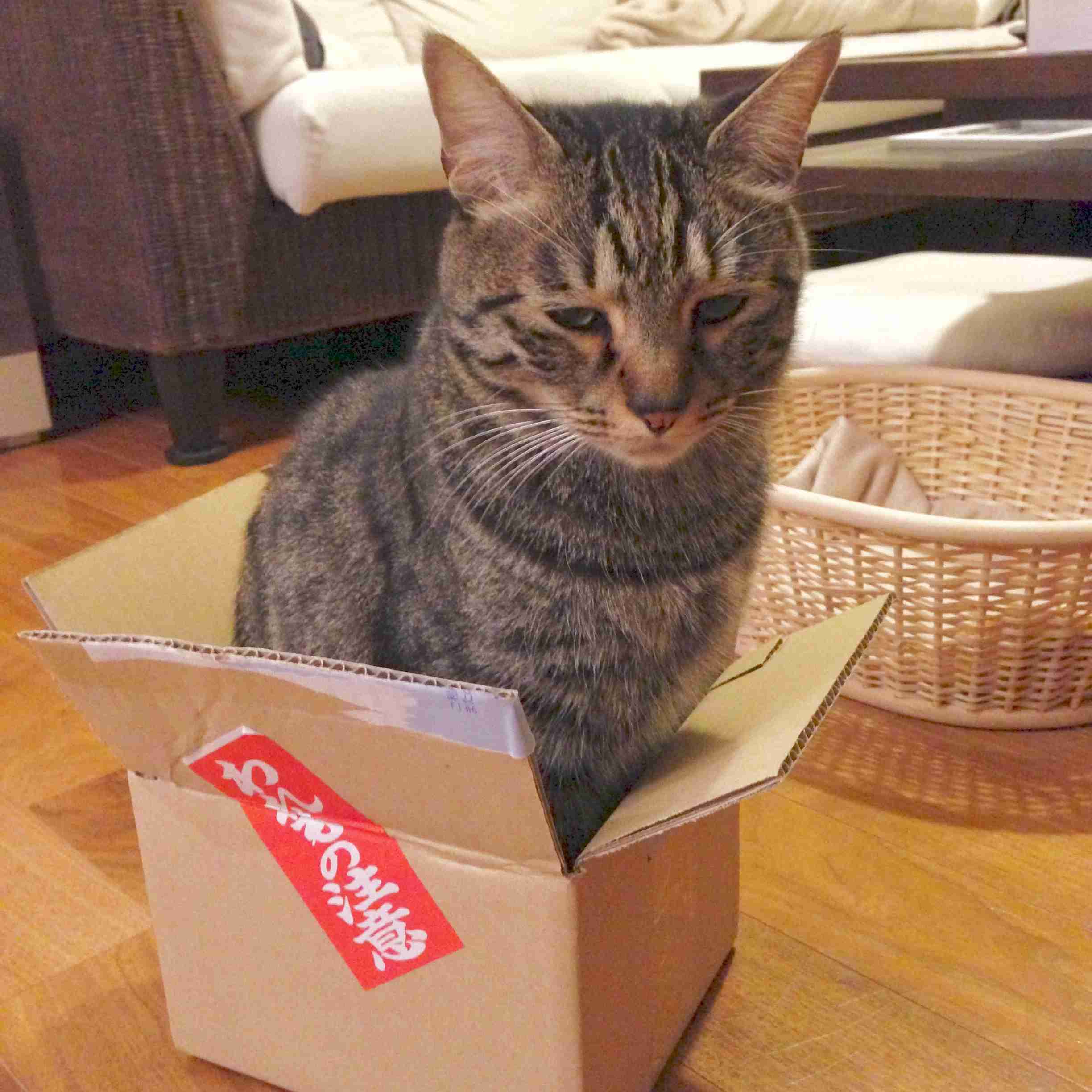 狭い場所に執着する猫の画像が見たい