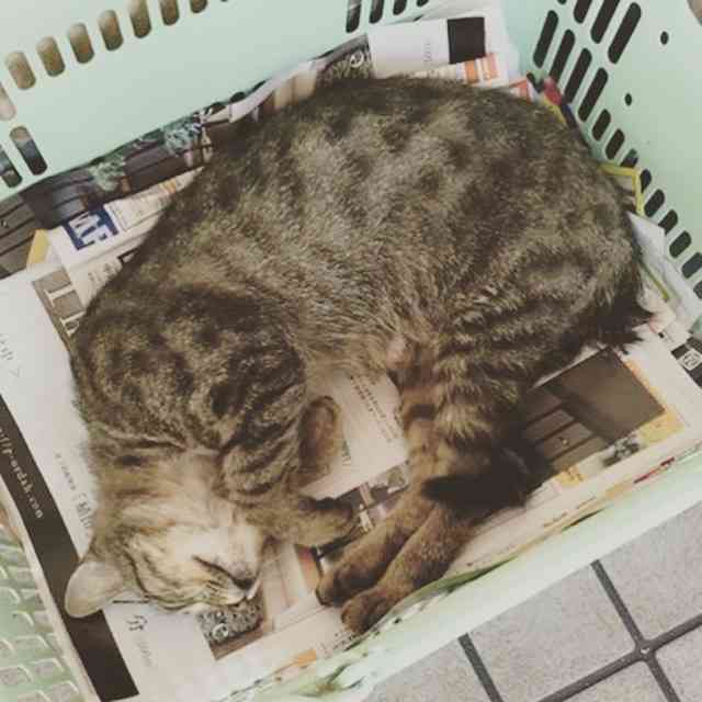 狭い場所に執着する猫の画像が見たい