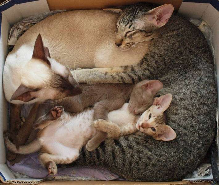 狭い場所に執着する猫の画像が見たい