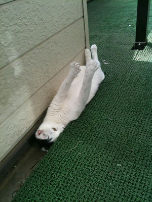 狭い場所に執着する猫の画像が見たい