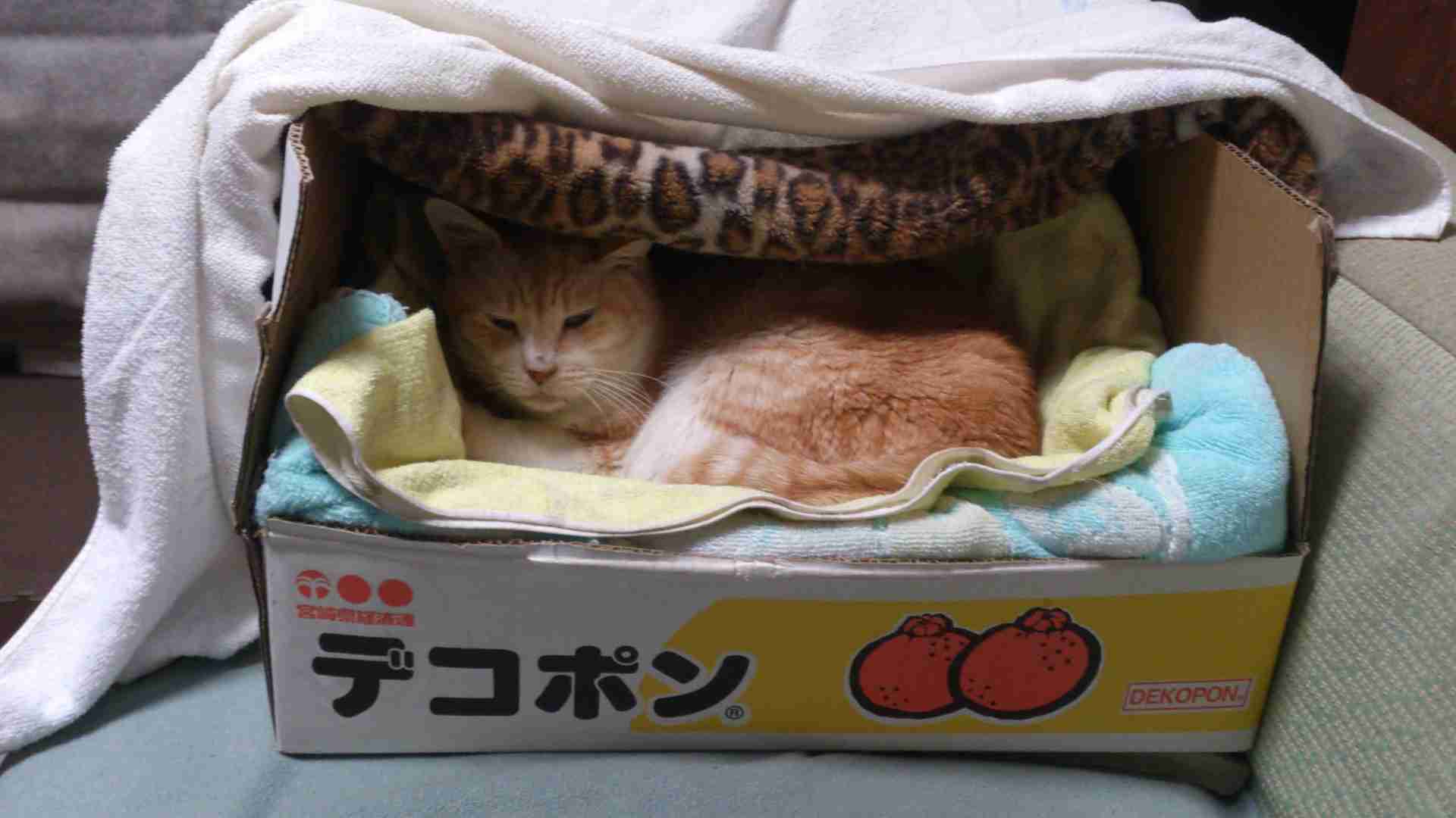 狭い場所に執着する猫の画像が見たい