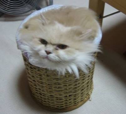 狭い場所に執着する猫の画像が見たい