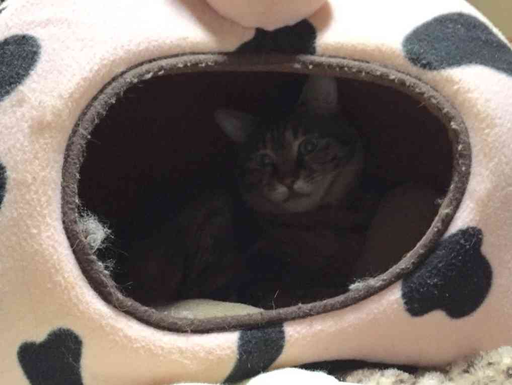 狭い場所に執着する猫の画像が見たい