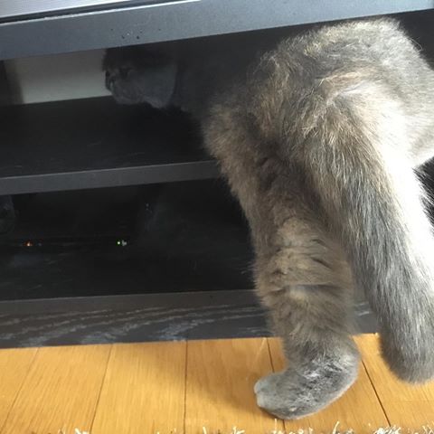 狭い場所に執着する猫の画像が見たい