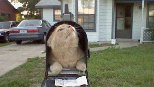 狭い場所に執着する猫の画像が見たい