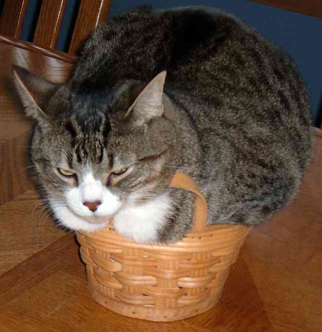 狭い場所に執着する猫の画像が見たい