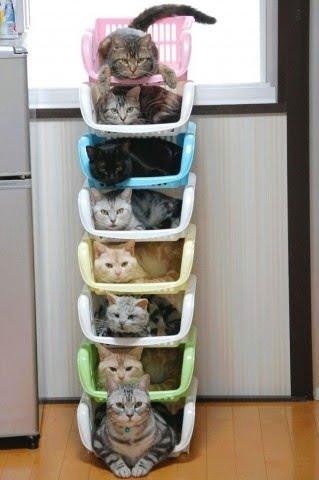 狭い場所に執着する猫の画像が見たい