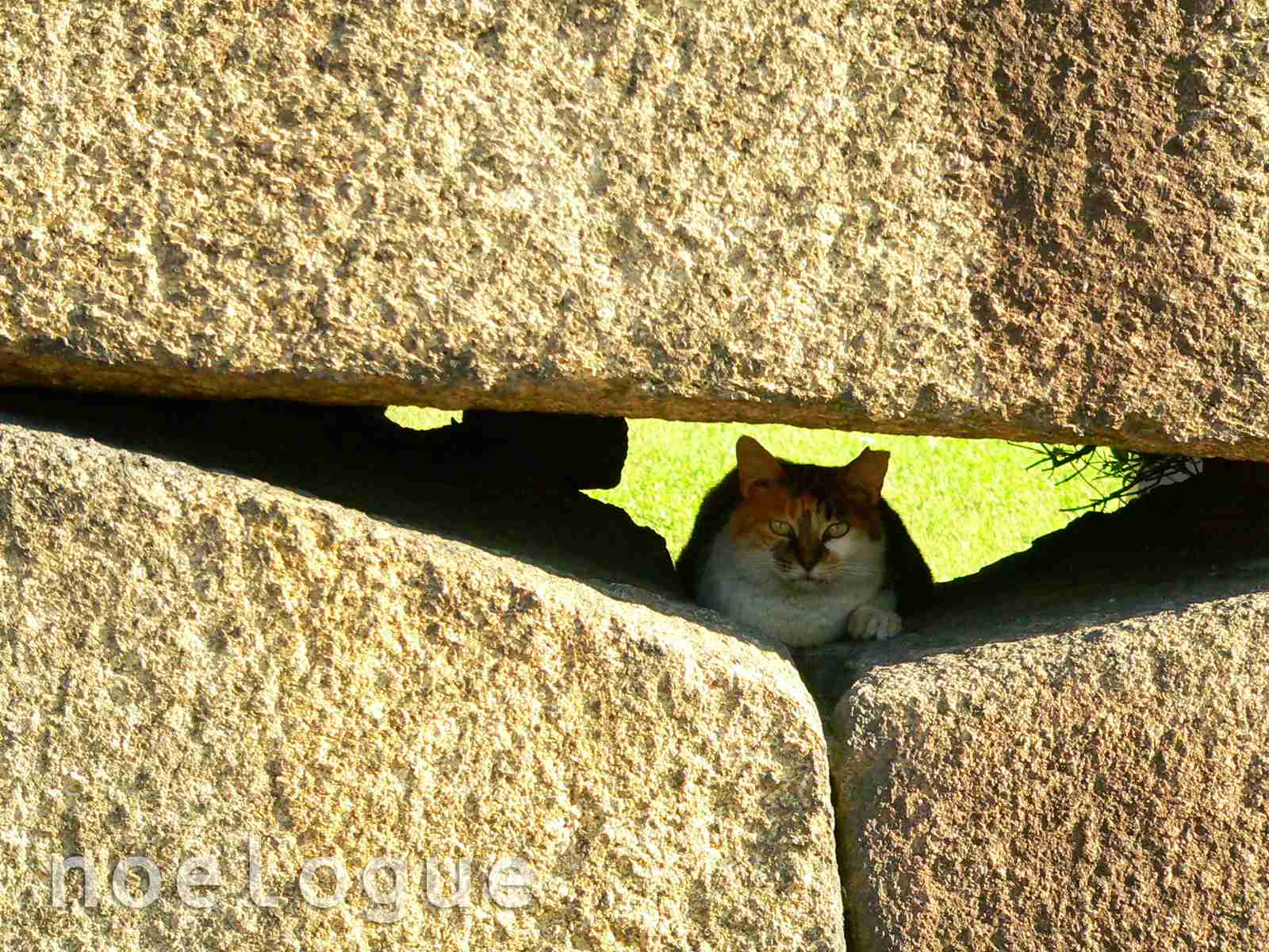 狭い場所に執着する猫の画像が見たい