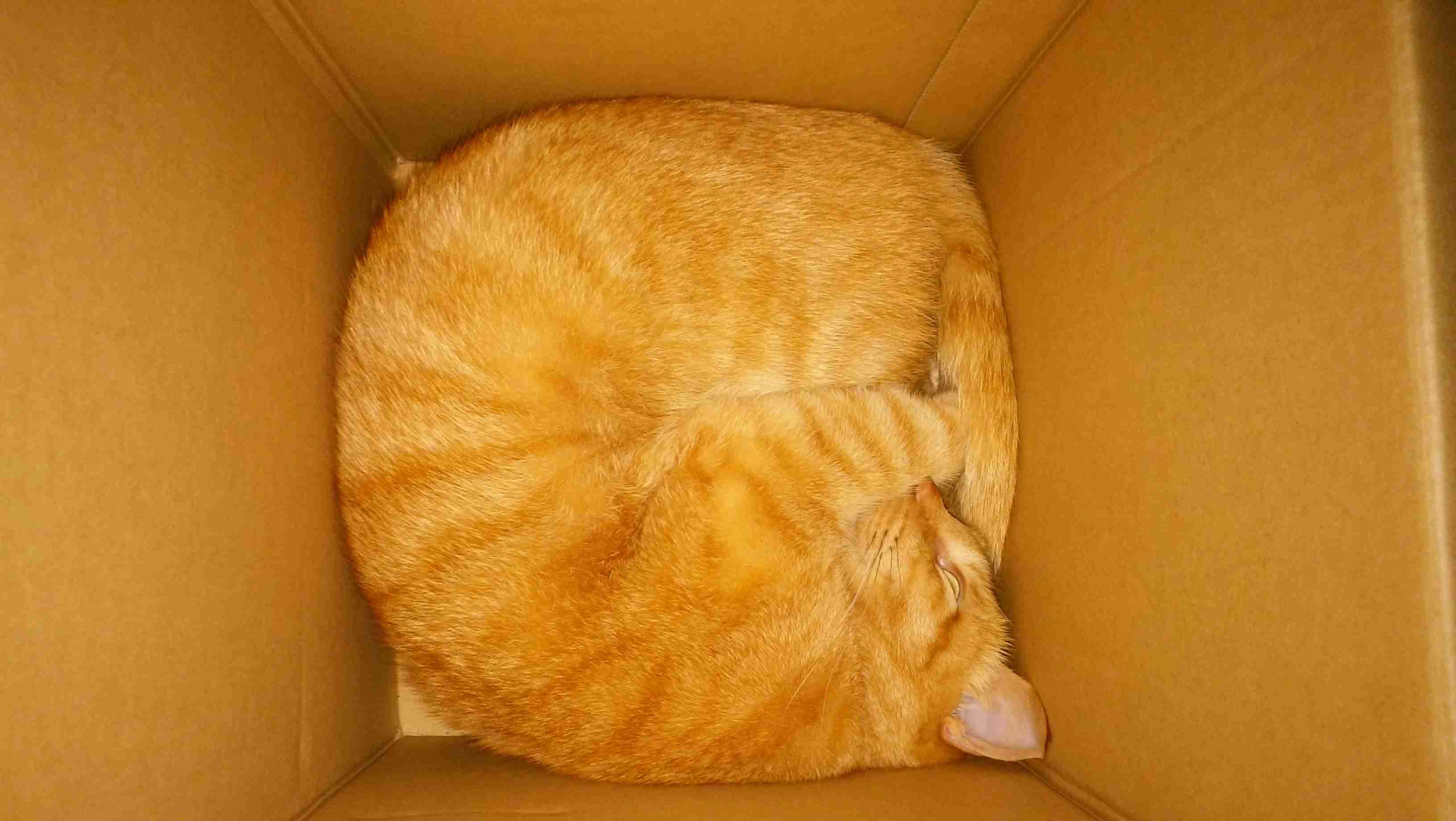 狭い場所に執着する猫の画像が見たい