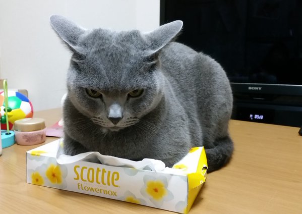 狭い場所に執着する猫の画像が見たい