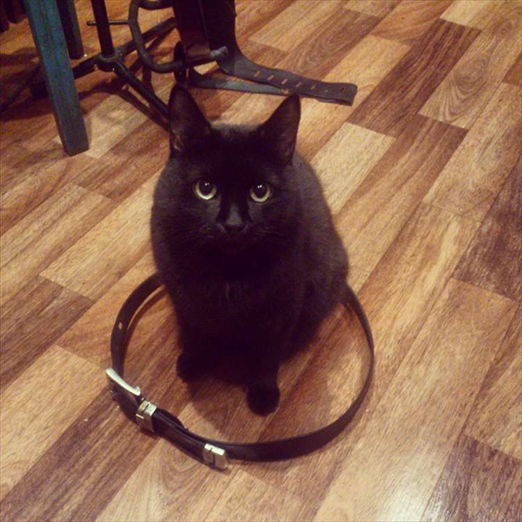 狭い場所に執着する猫の画像が見たい
