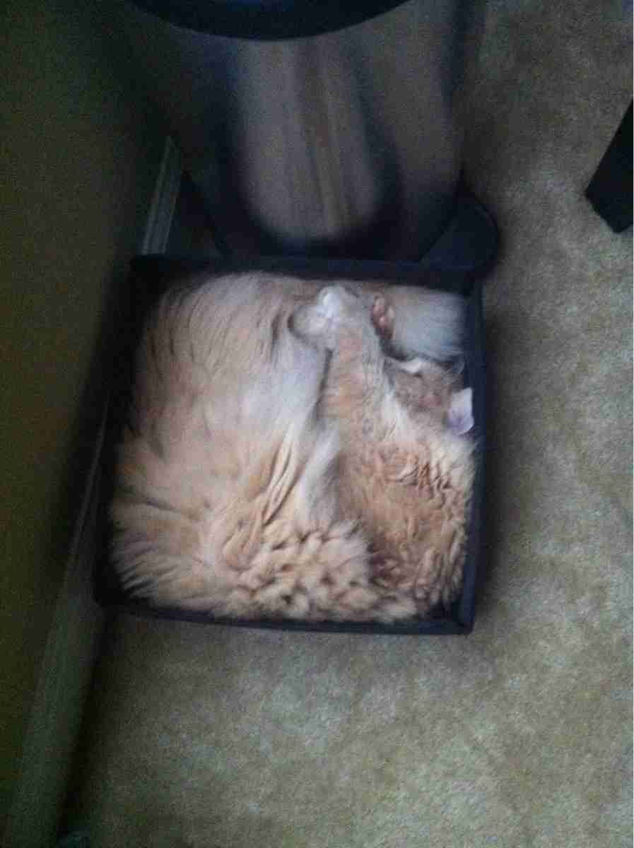 狭い場所に執着する猫の画像が見たい