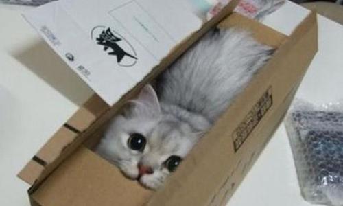 狭い場所に執着する猫の画像が見たい