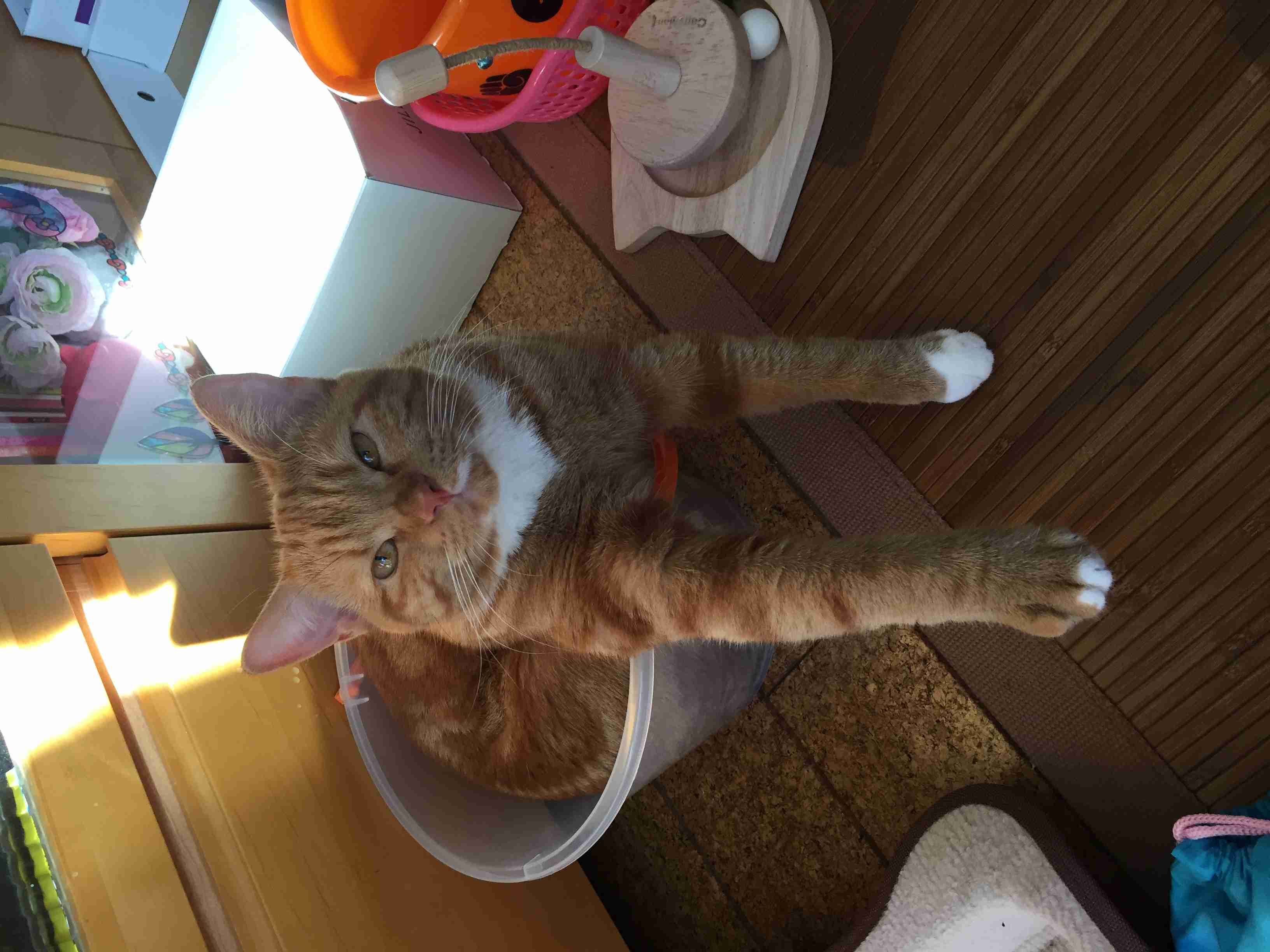 狭い場所に執着する猫の画像が見たい