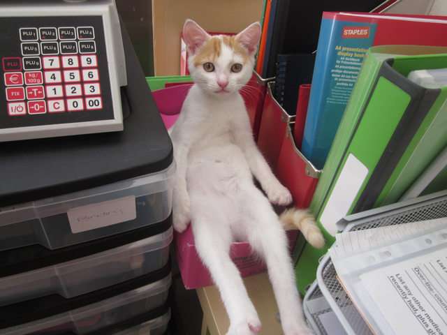 狭い場所に執着する猫の画像が見たい