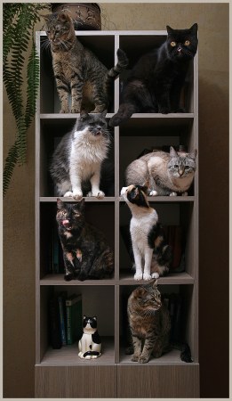 狭い場所に執着する猫の画像が見たい