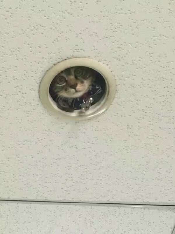 狭い場所に執着する猫の画像が見たい