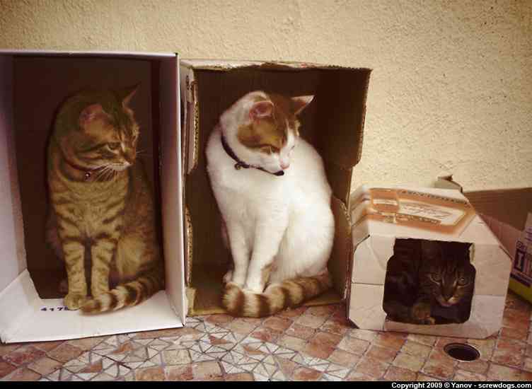狭い場所に執着する猫の画像が見たい