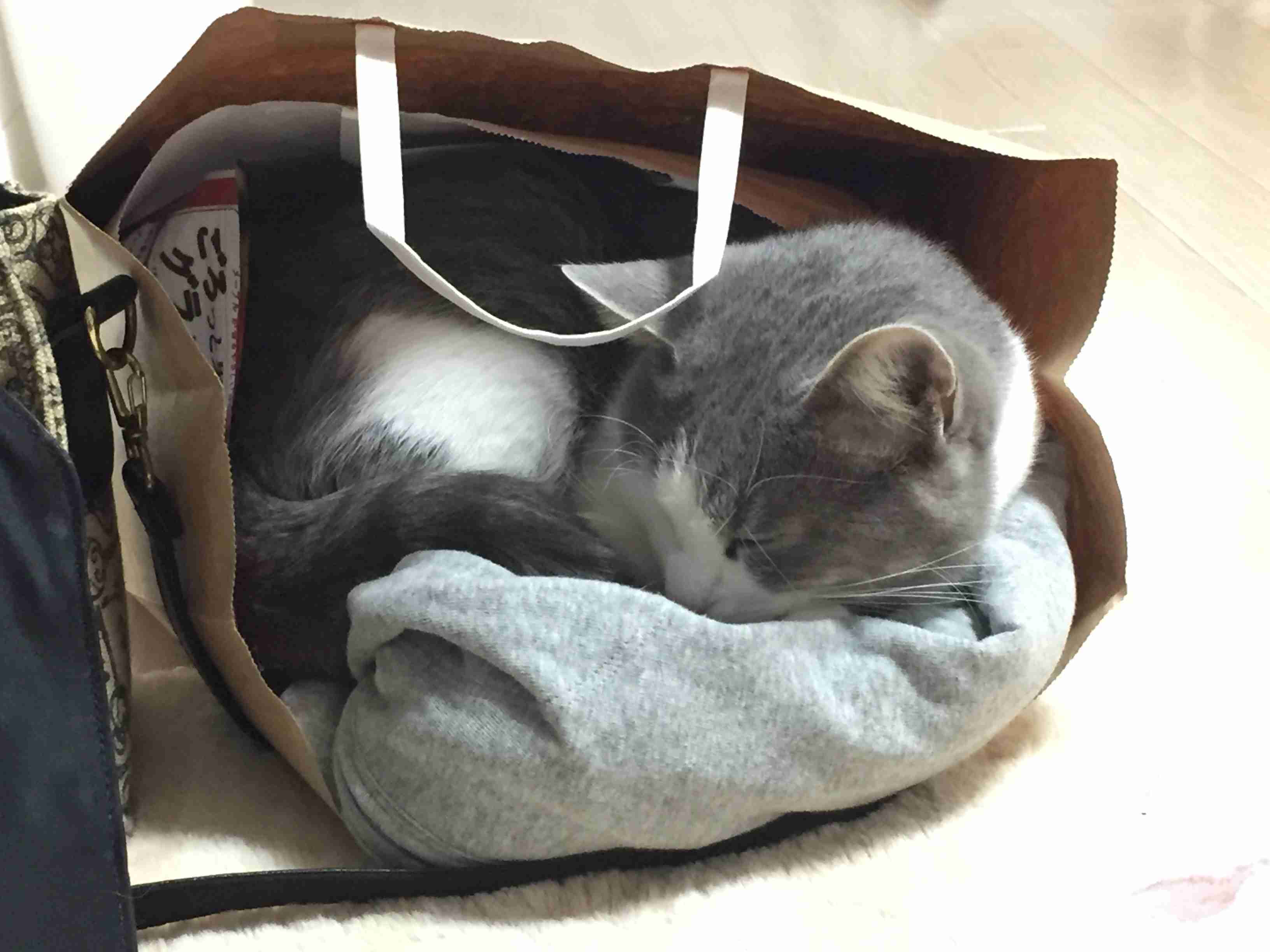 狭い場所に執着する猫の画像が見たい