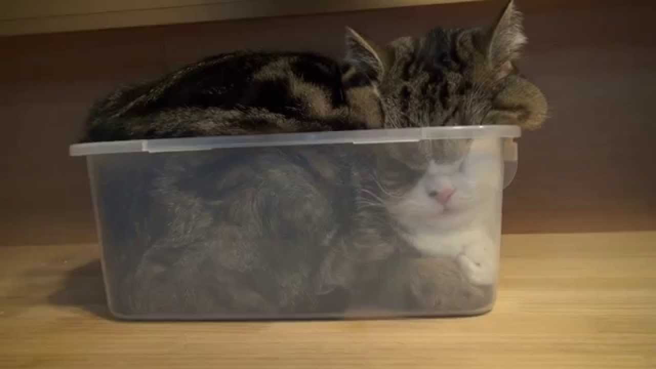 狭い場所に執着する猫の画像が見たい
