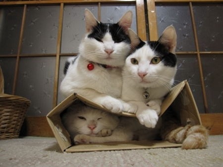 狭い場所に執着する猫の画像が見たい