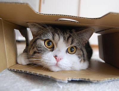 狭い場所に執着する猫の画像が見たい