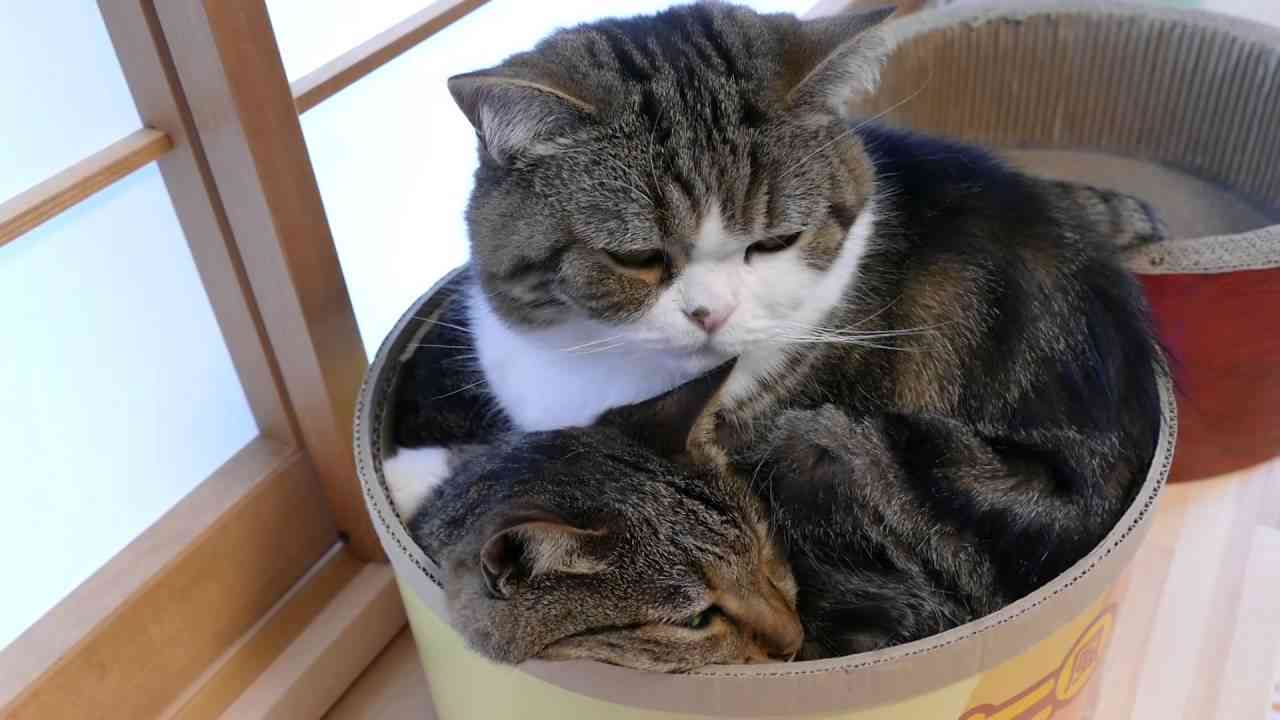 狭い場所に執着する猫の画像が見たい