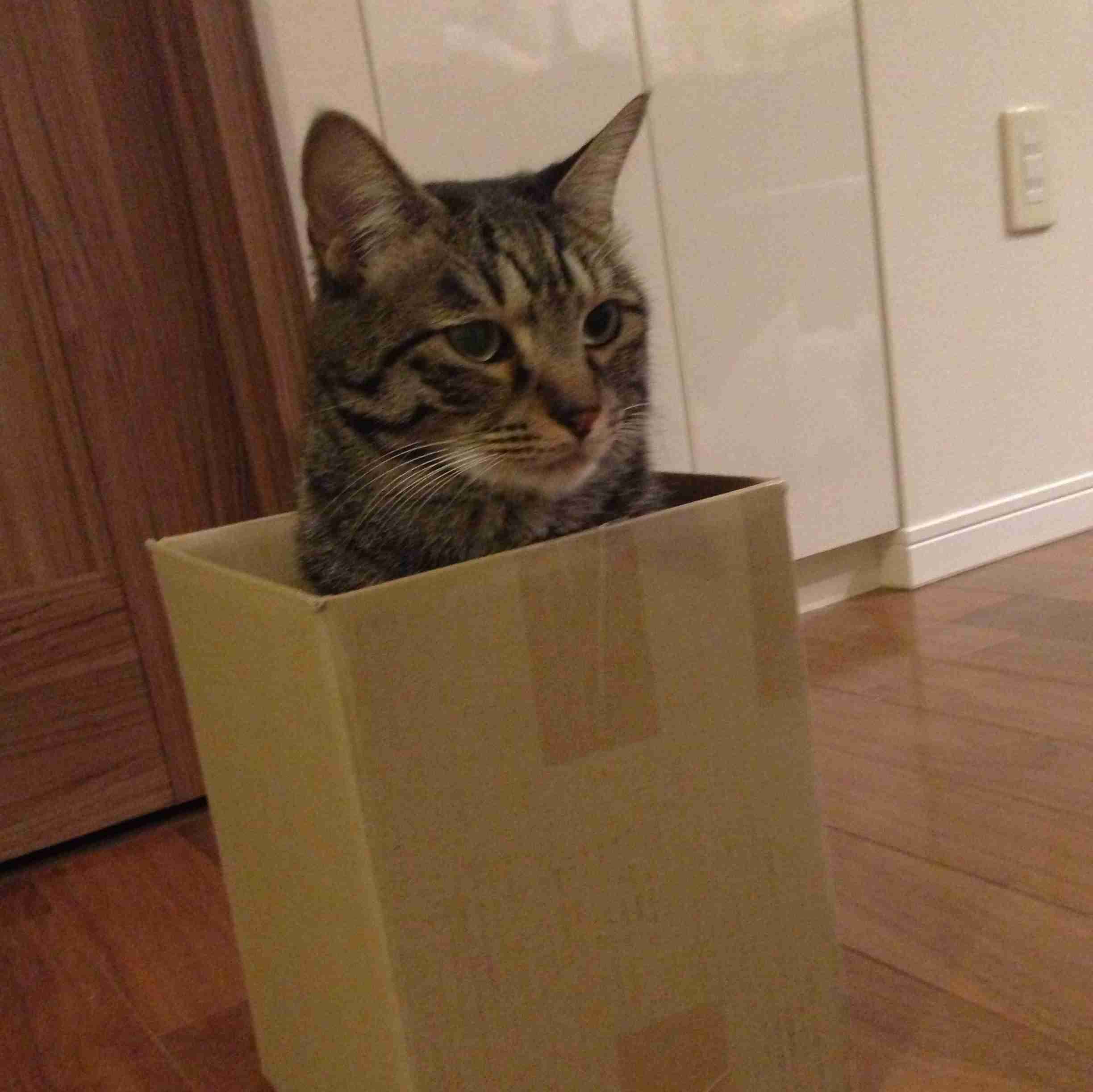 狭い場所に執着する猫の画像が見たい
