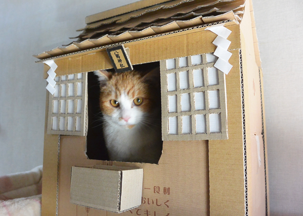 狭い場所に執着する猫の画像が見たい