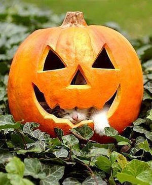 狭い場所に執着する猫の画像が見たい