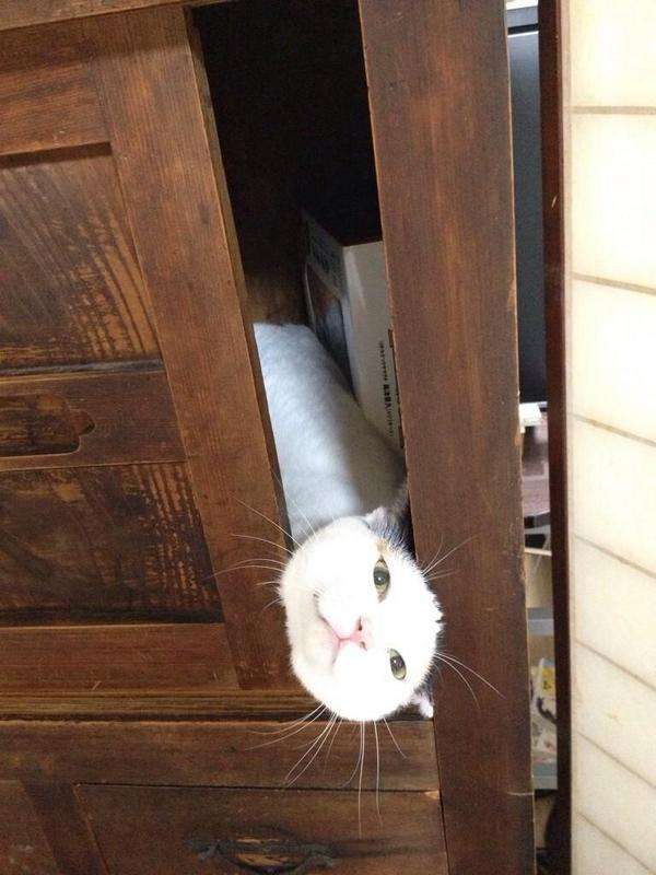 狭い場所に執着する猫の画像が見たい