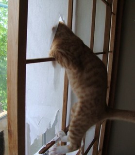 狭い場所に執着する猫の画像が見たい