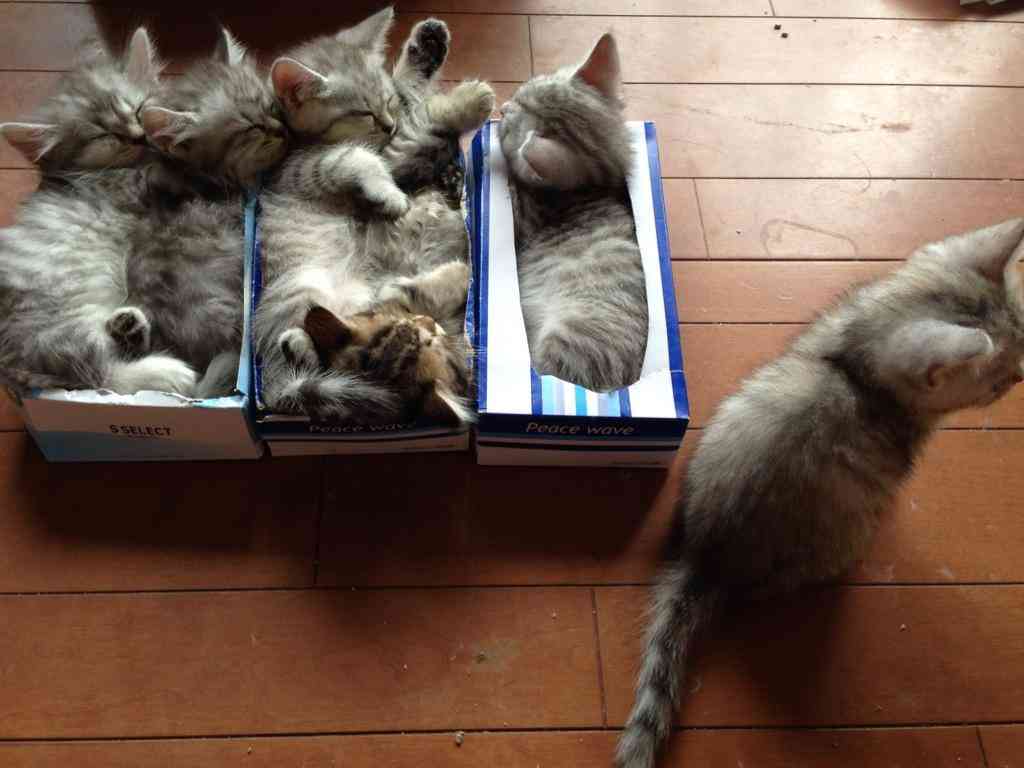 狭い場所に執着する猫の画像が見たい