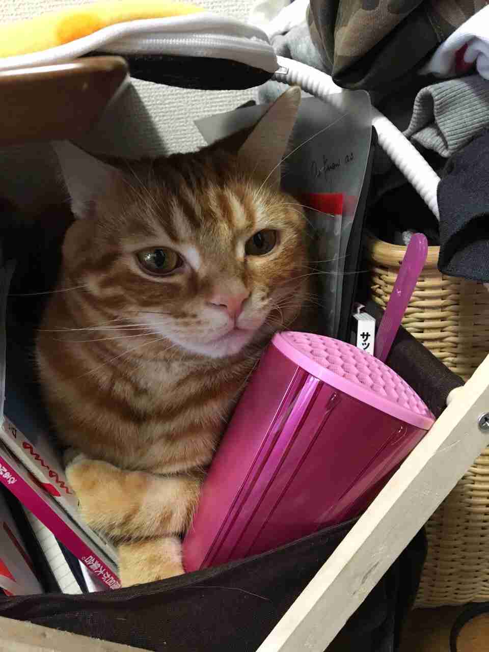 狭い場所に執着する猫の画像が見たい