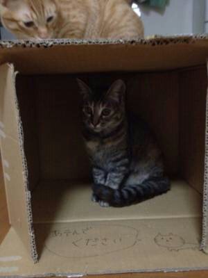 狭い場所に執着する猫の画像が見たい