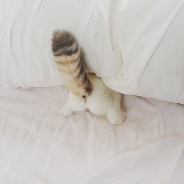 狭い場所に執着する猫の画像が見たい