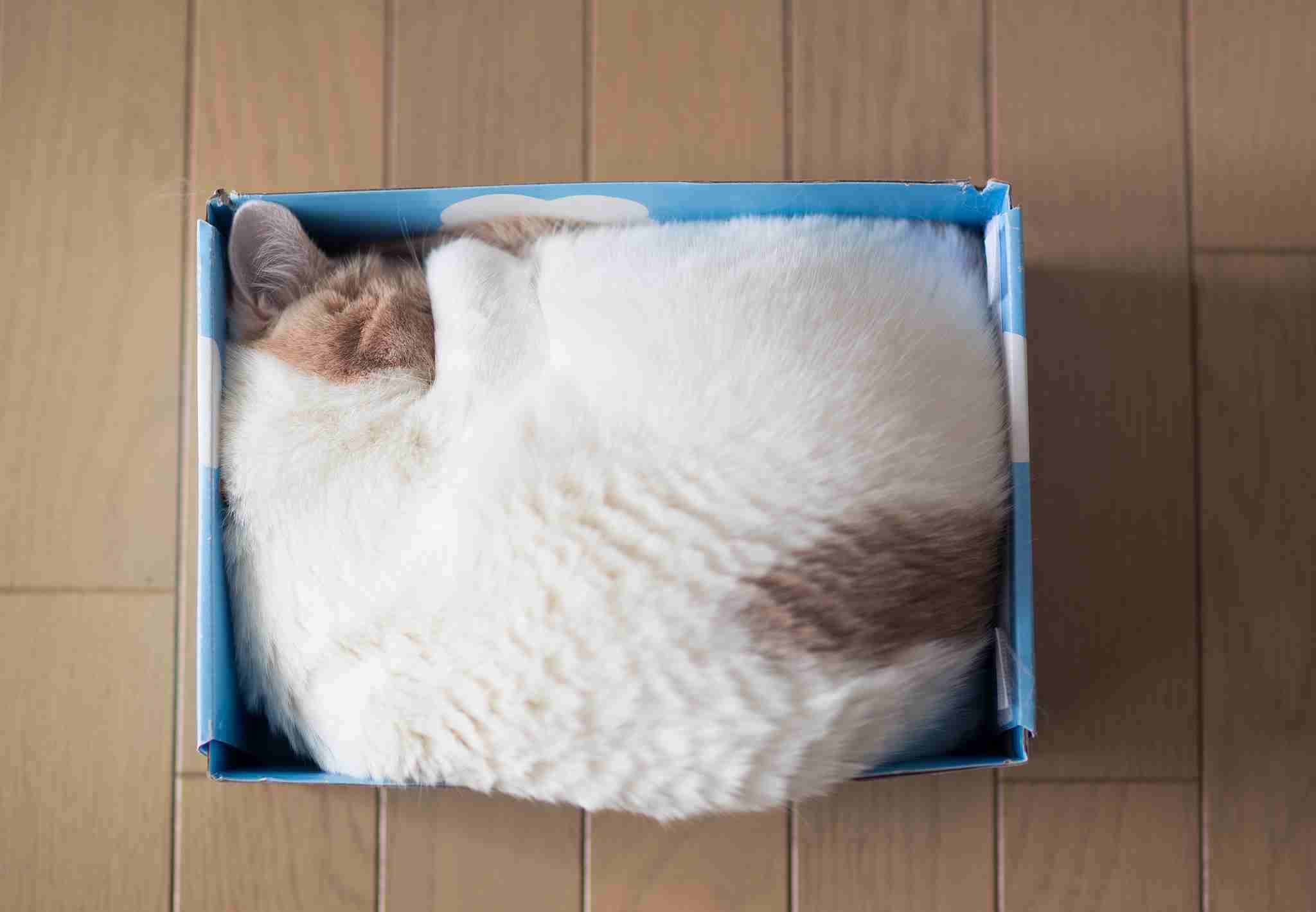 狭い場所に執着する猫の画像が見たい