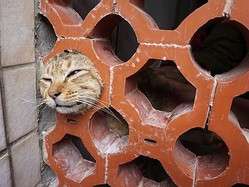 狭い場所に執着する猫の画像が見たい