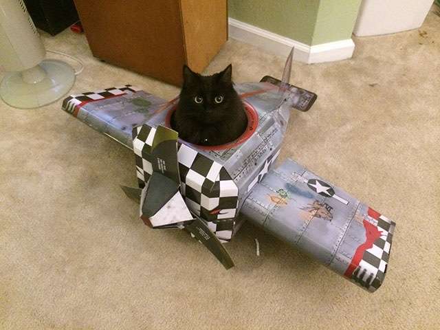 狭い場所に執着する猫の画像が見たい