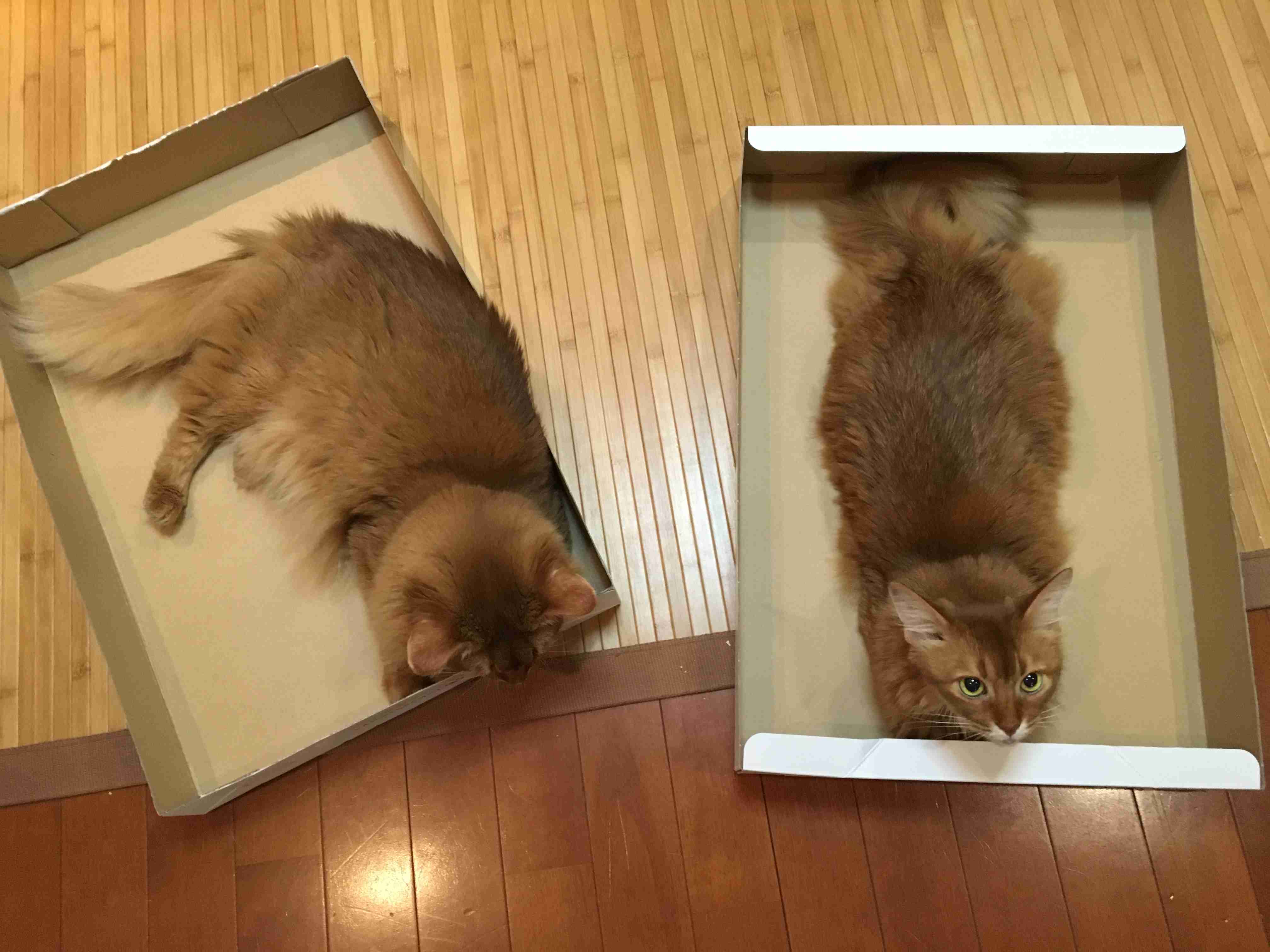 狭い場所に執着する猫の画像が見たい