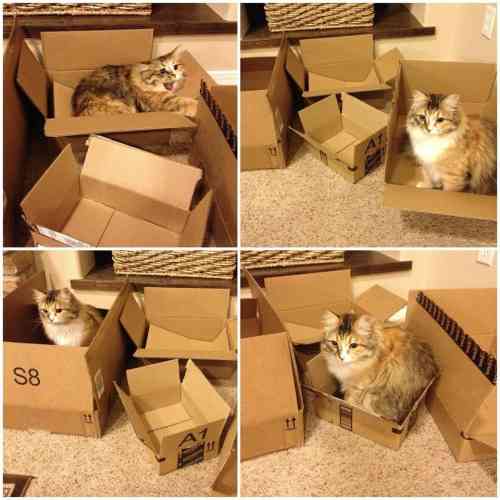 狭い場所に執着する猫の画像が見たい