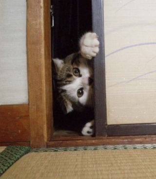 狭い場所に執着する猫の画像が見たい