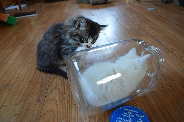 狭い場所に執着する猫の画像が見たい