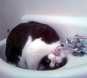狭い場所に執着する猫の画像が見たい
