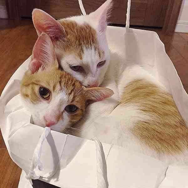 狭い場所に執着する猫の画像が見たい