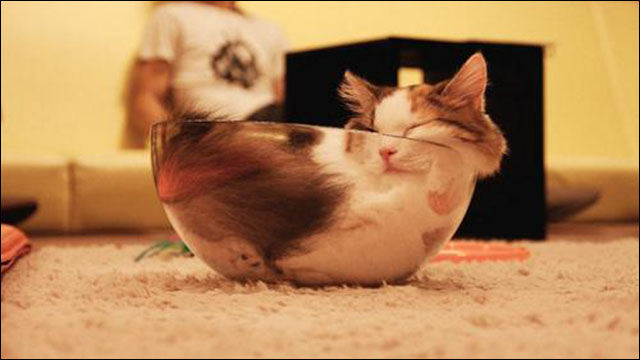 狭い場所に執着する猫の画像が見たい