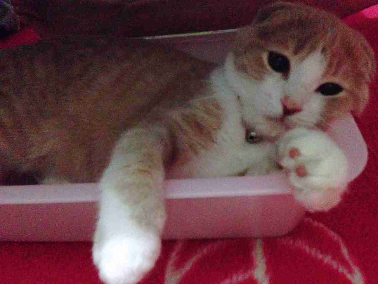 狭い場所に執着する猫の画像が見たい
