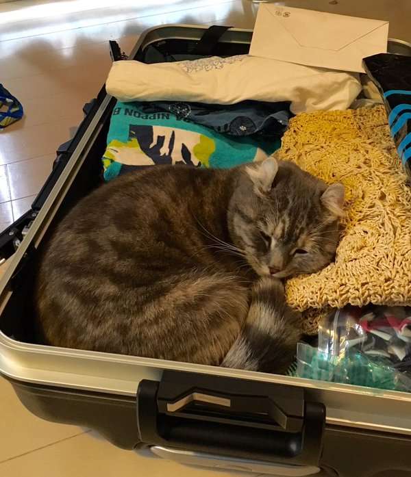 狭い場所に執着する猫の画像が見たい