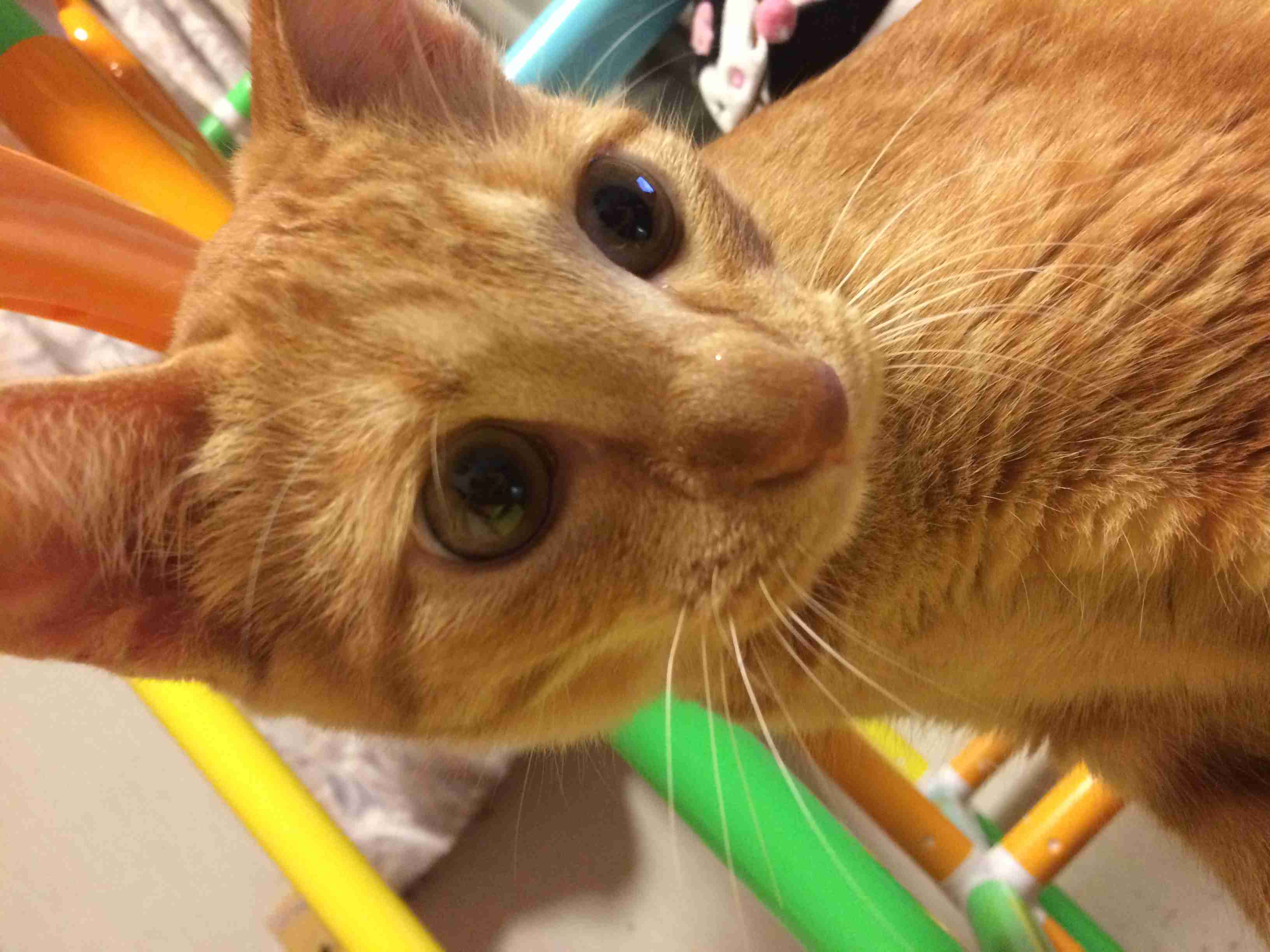 茶トラ猫画像が集まるトピ