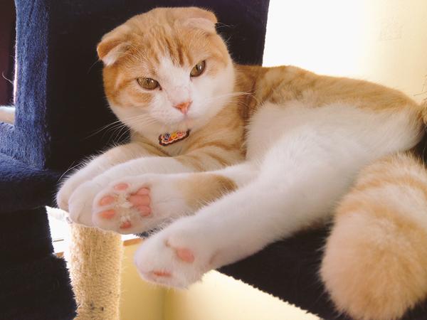 茶トラ猫画像が集まるトピ
